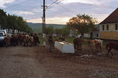 Cow herder cracking whip.